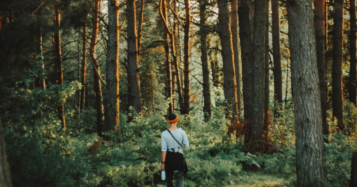 A person walking along a peaceful, sunlit forest path surrounded by tall trees