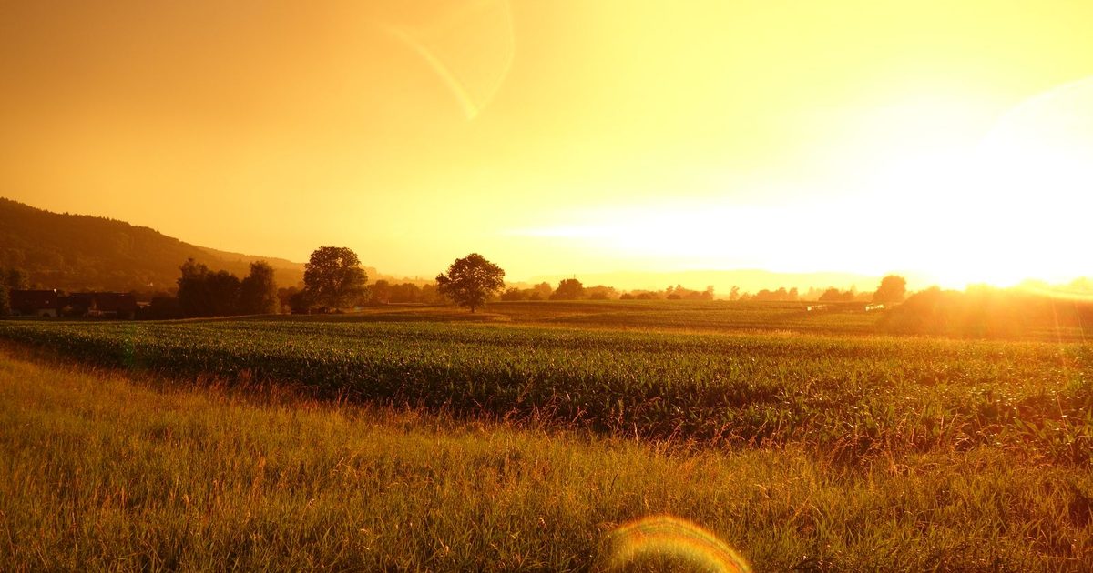 Sunrise light over a green field in the early morning